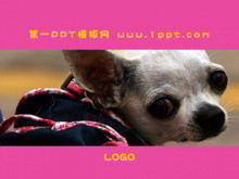Cute chihuahua animal PPT template
