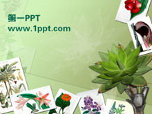 Plant album PPT template download