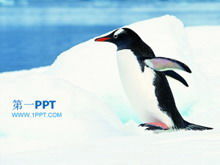 Template PPT hewan perlindungan penguin Antartika