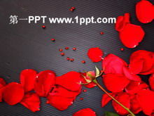 爱红玫瑰PPT模板下载