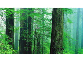 5 green forest PPT background pictures