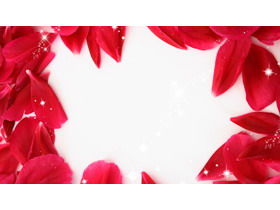 빨간 장미 꽃잎 PPT 배경 그림