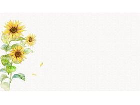 Five fresh and elegant watercolor sunflower PPT background pictures