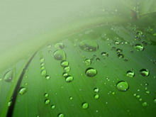Zielony liść kropla rosy PPT szablon tła