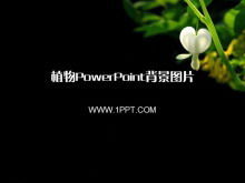 Dua puluh dua gambar latar belakang PowerPoint tanaman hitam