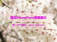 Gambar latar belakang bunga sakura PowerPoint unduh gratis