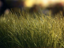 Grass PPT background picture download