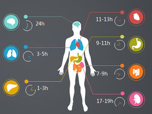 인간 장기 지침 PPT 차트
