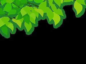 Угловая модификация листья и зеленые листочки скачать бесплатно пакет (15 фото)