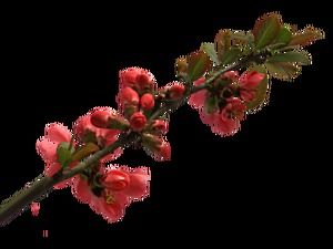 สาขาดอกไม้ HD ฟรีรูปภาพ png ภาพใหญ่ (5 ภาพ)
