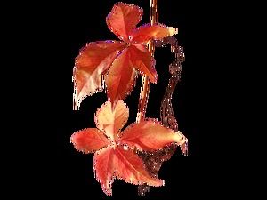 秋の枯れ葉とつる性のない赤い実のつるの枝（12枚の写真）