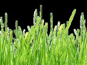 Unduh paket gratis rumput hijau definisi tinggi segar (8 foto)
