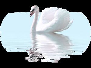 Swan free png picture package download (60 photos)