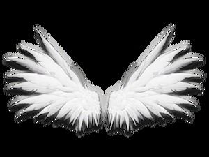 Angel wings and feathers HD free matting (9 photos)