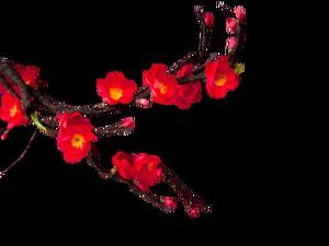 Kış erik şeftali çiçekleri Çin tarzı serbest çizim (5 fotoğraf)