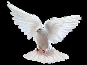 Летящий голубь мира высокой четкости бесплатно png картинки (5 фото)