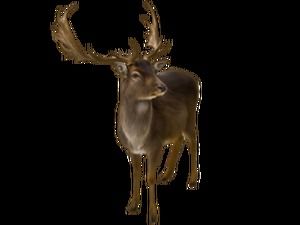 Sika deer antylopa zwierzę wolne png materiał zdjęciowy (6 zdjęć)