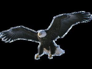 The eagle spreads its wings soaring high-definition free png big picture (10 photos)