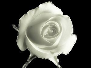 Transparent background free white rose png picture package download (60 photos)