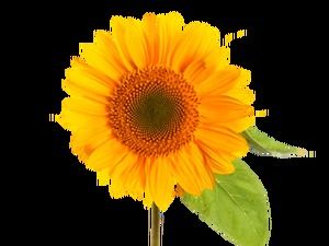 Sonnenblume Blumenvase Blumenkorb PNG Material Bilder (61 Fotos)