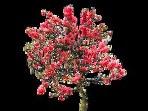 60 صورة بابوا نيو غينيا لأشجار النباتات والزهور (أدناه)