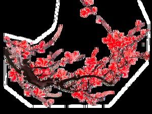 18インク梅の花png透明背景素材写真