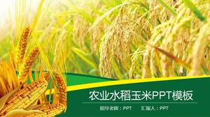 Modelo de ppt de produtos agrícolas de cultivo de arroz