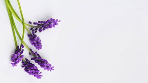 Four purple flowers PPT background pictures