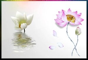 Lima set unduhan ilustrasi bahan PPT lotus yang indah