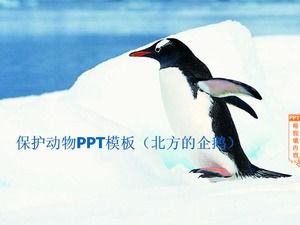 動物の保護PPTテンプレート（キタイワトビペンギン）