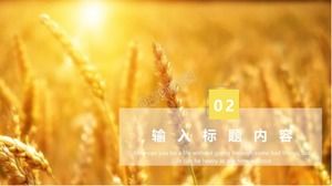 Template ppt tema musim gugur latar belakang gandum emas