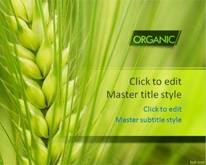 Template Organic grano PPT