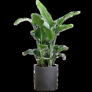 Zielone rośliny doniczkowe kwiaty wazon darmowy pakiet wycinanek do pobrania (30 zdjęć)