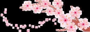 Flor de pêssego, flor de cerejeira, queda de pétalas de rosa HD download gratuito de recorte (20 fotos)
