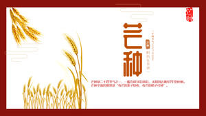 Golden wheat ear awn seed solar term introduction PPT template