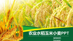 الزراعة الأرز والذرة والقمح المنتجات الزراعية تعزيز قالب PPT