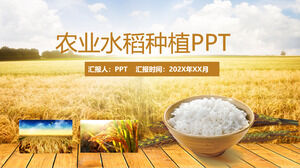 Modelo de PPT de colheita de grãos de arroz de arroz agrícola