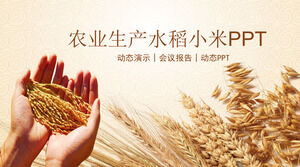 Agricultural production rice millet product marketing PPT template