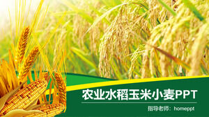 Tarım pirinç mısır buğday tarımsal ürün tanıtım PPT şablonu