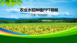 Simple business style agricultural rice planting PPT template