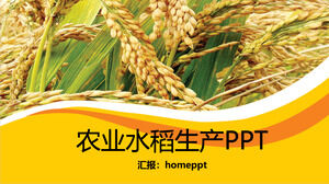 Templat PPT produksi beras pertanian kuning keemasan