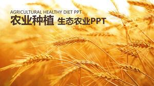 農業種植生態農業發展報告PPT模板