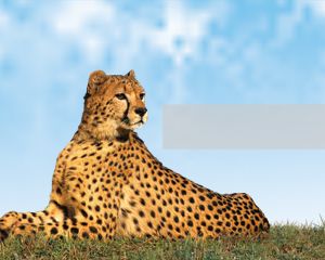Plantilla del leopardo del Power Point