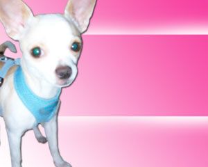 Chiwawaパワーポイントテンプレート