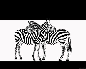 Zebra Powerpoint şablonu