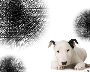 ลิตเติ้ล Bull Terrier Powerpoint