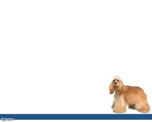 Cocker Spaniel PPT