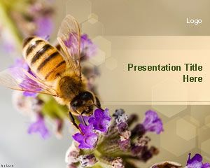 花蜜蜜蜂的PowerPoint模板
