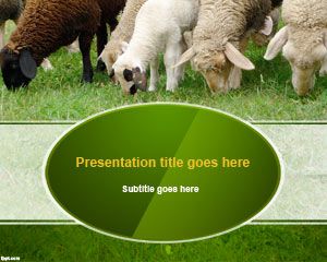 Schafwolle Powerpoint-Vorlage