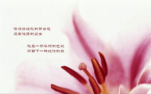 花の花のスライドの背景画像のグループ